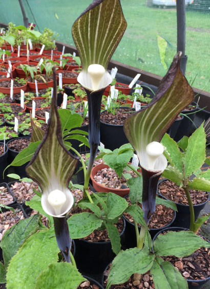 Arisaema sikokianum